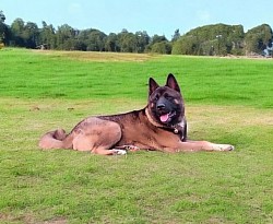 American Akita