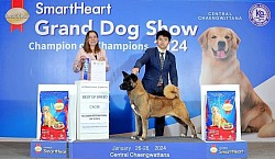 Sunset (International Champion) Am.Akita