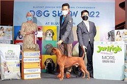 แก้วพิรอดฟ้า (แชมป์ประเทศไทย) ไทยหลังอาน