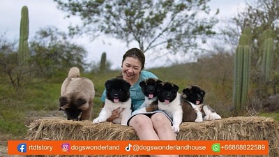 Breeder , Handler, Founder