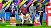 Ryoma Thailand champion (american akita)