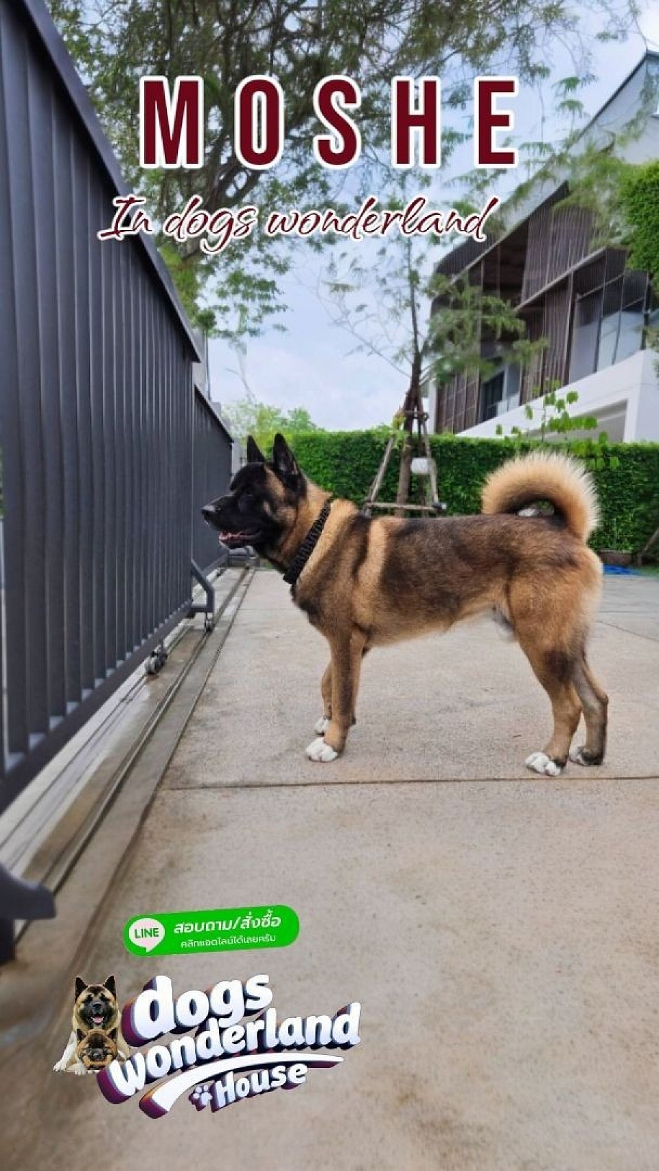 Moshe Owner : K.Jaksu
