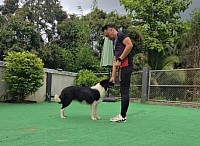 Dogs Wonderland house Kennel