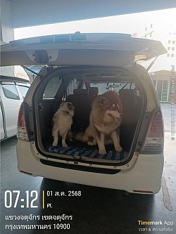 Dogswonderlandhouse